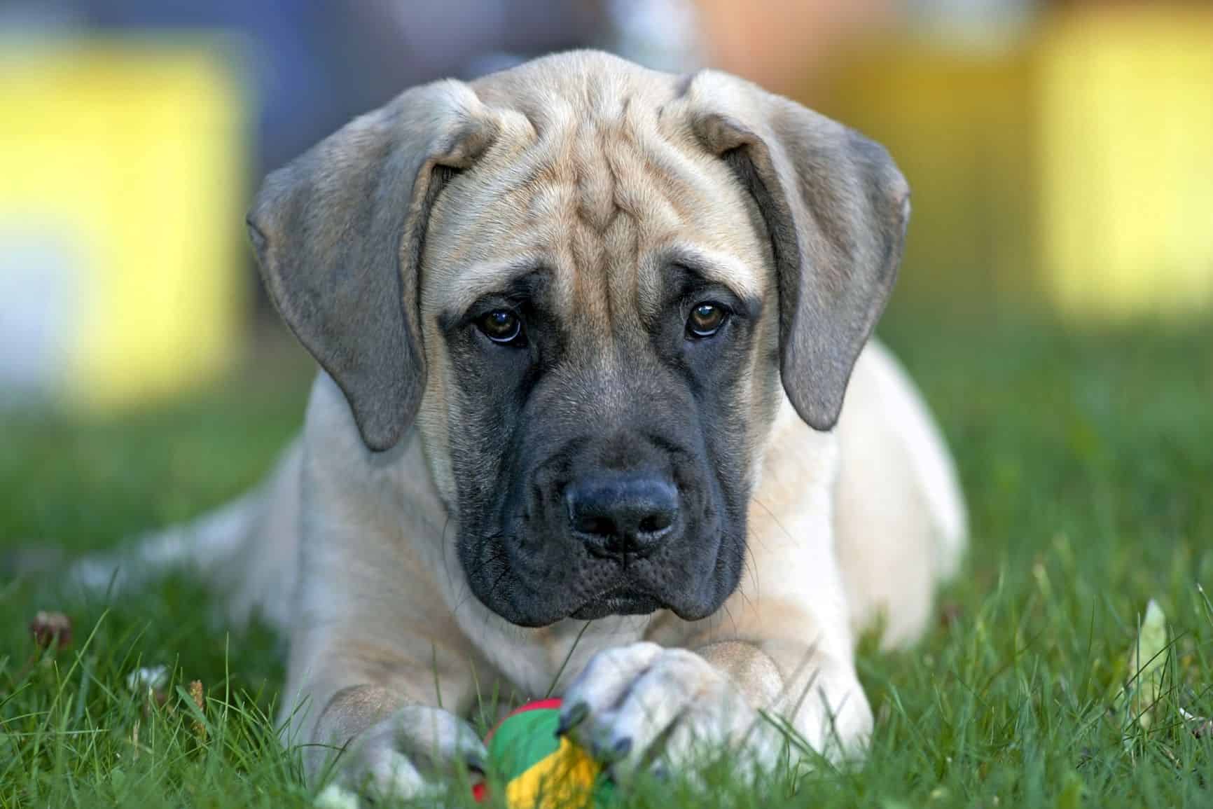 O Mastiff é um gigante brincalhão