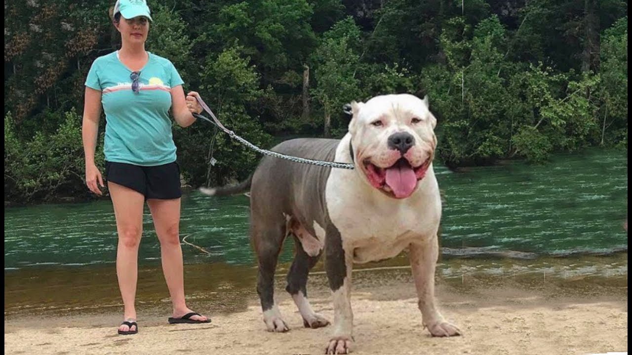 Esta foto é para mostrar o quanto um Mastiff pode ser grande! Mas a gente sempre lembra qu este corte de orelhas é proibido de ser realizado, além de ser uma crueldade com os animais...