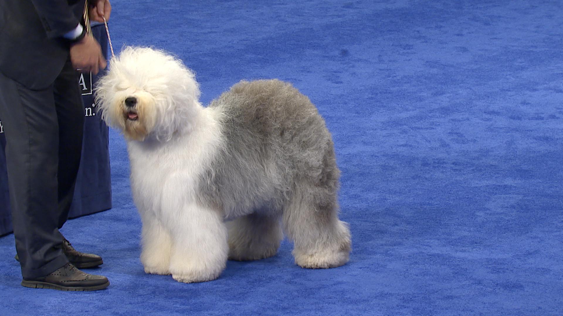 Um Old English Sheepdog em uma exposição de cães