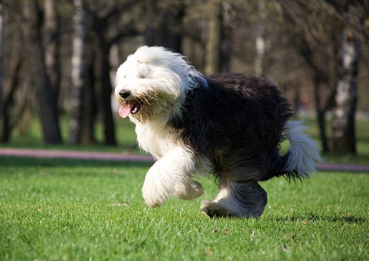 Old English Sheepdog ama se divertir e divertir a família