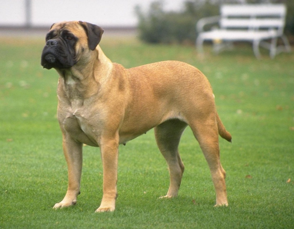 Este é o Mastiff