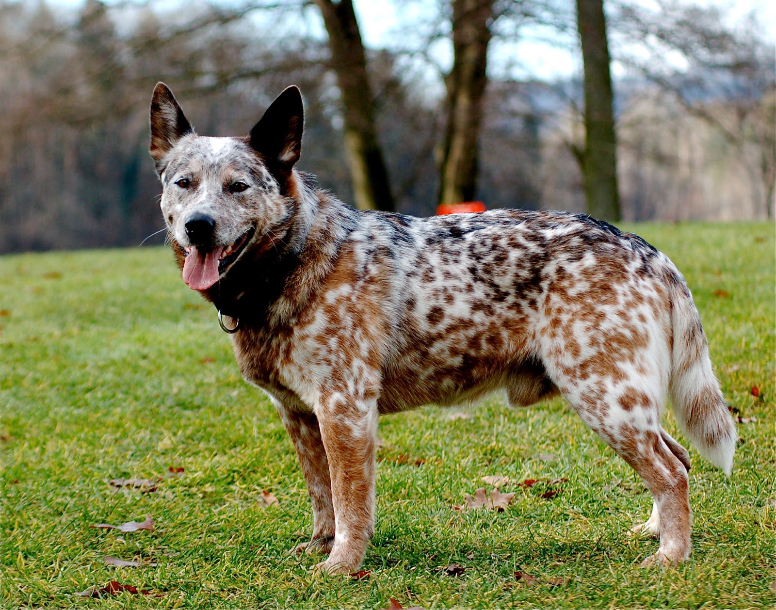 Boiadeiro Australiano - O cão de companhia mais corajoso de todos! 4