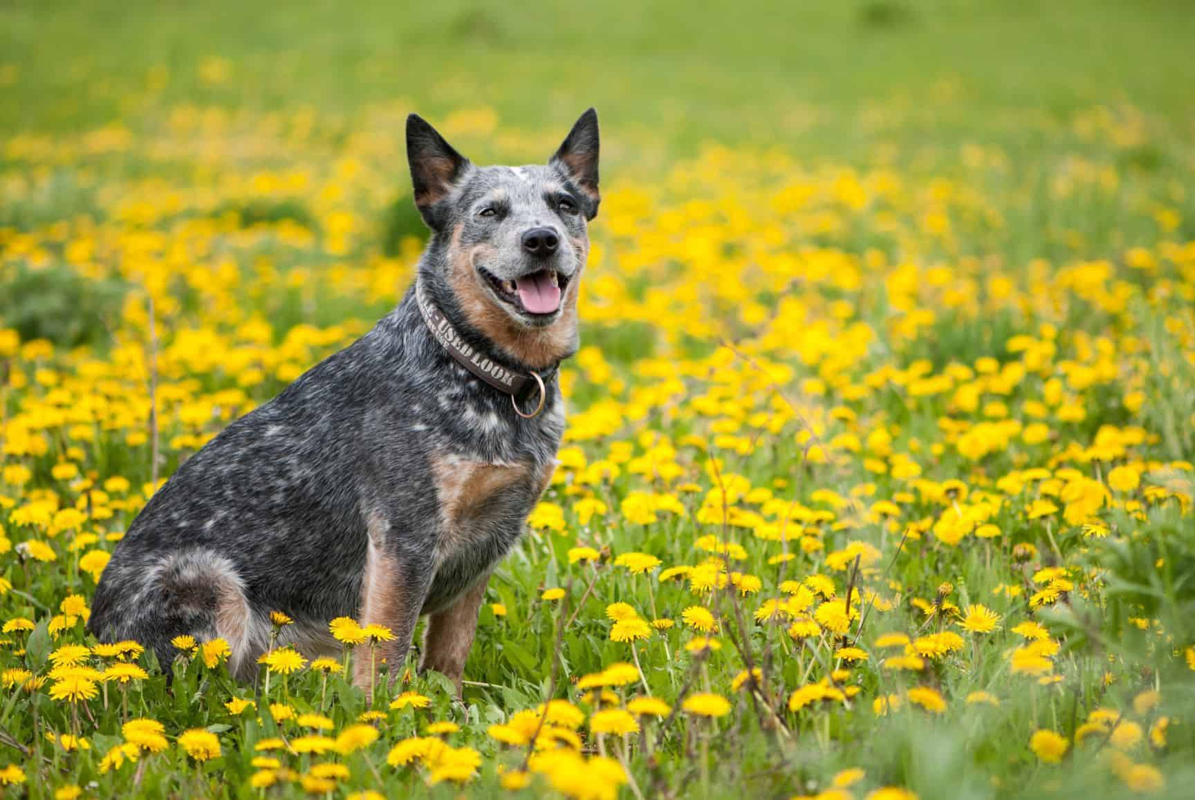 Boiadeiro Australiano - O cão de companhia mais corajoso de todos! 3