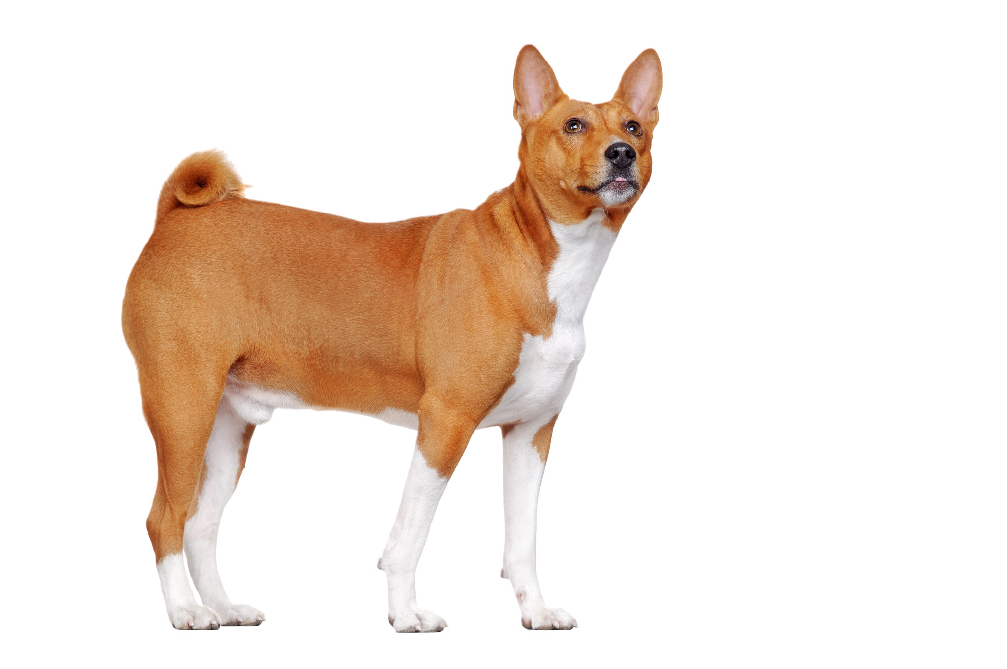 O Basenji é uma raça de cães muito antiga