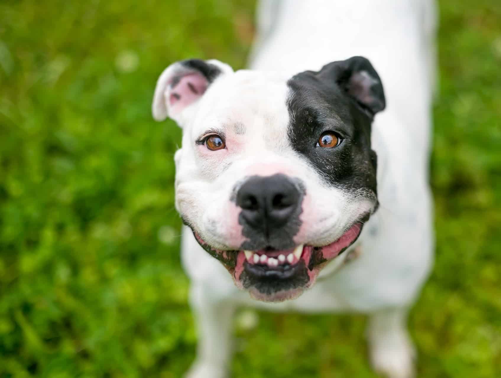 O Staffordshire Bull Terrier tem diversos padrões de pelagem