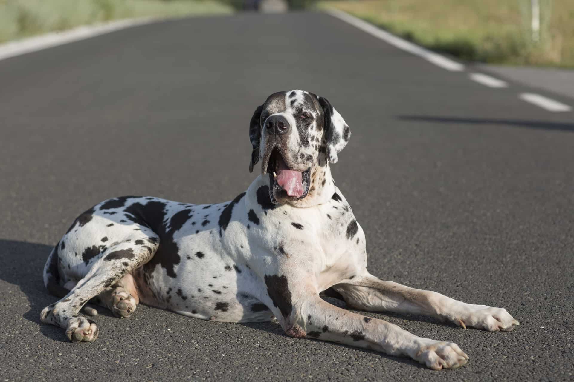 Este é o Dogue Alemão!