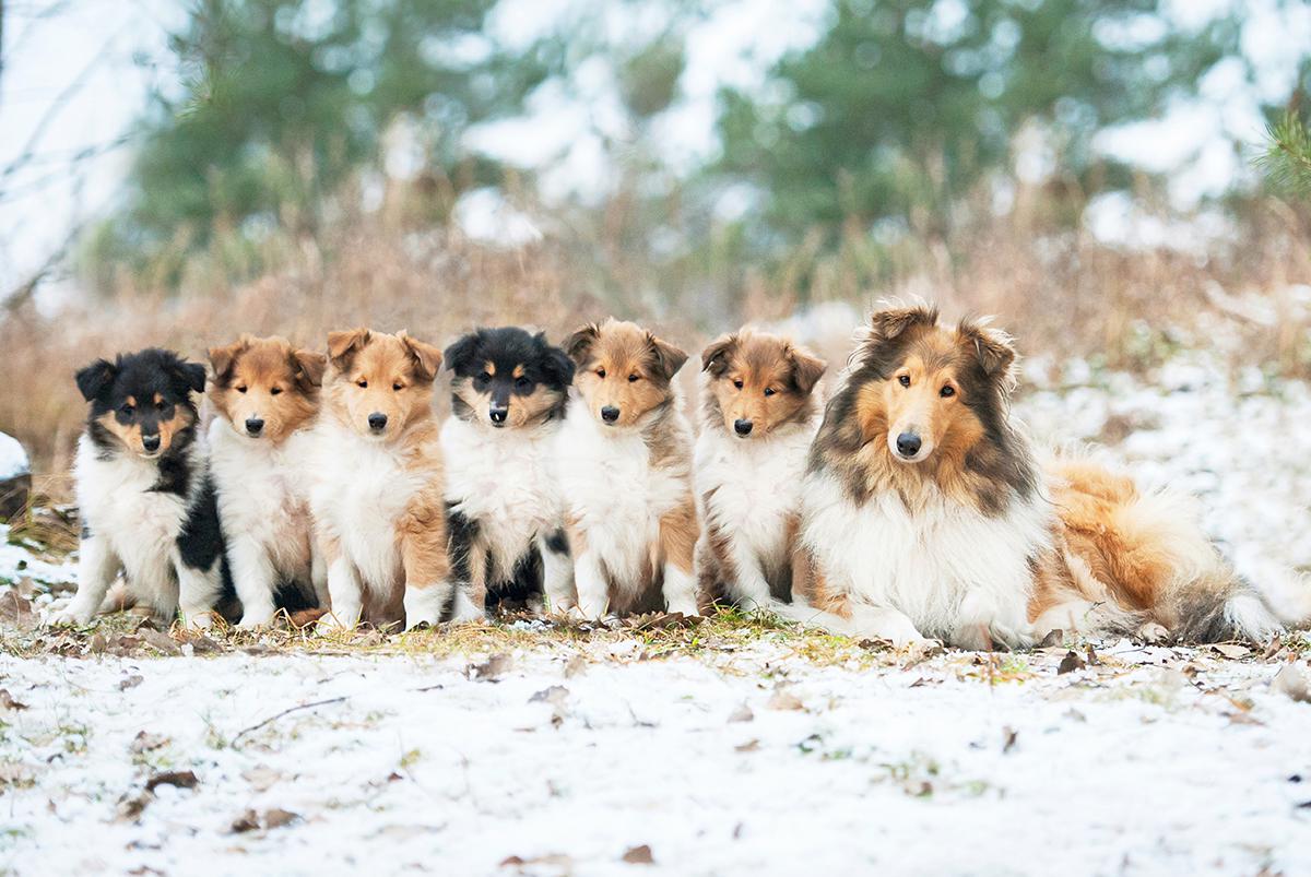 Collie - Uma raça de cães cheia de beleza, energia e simpatia! 4