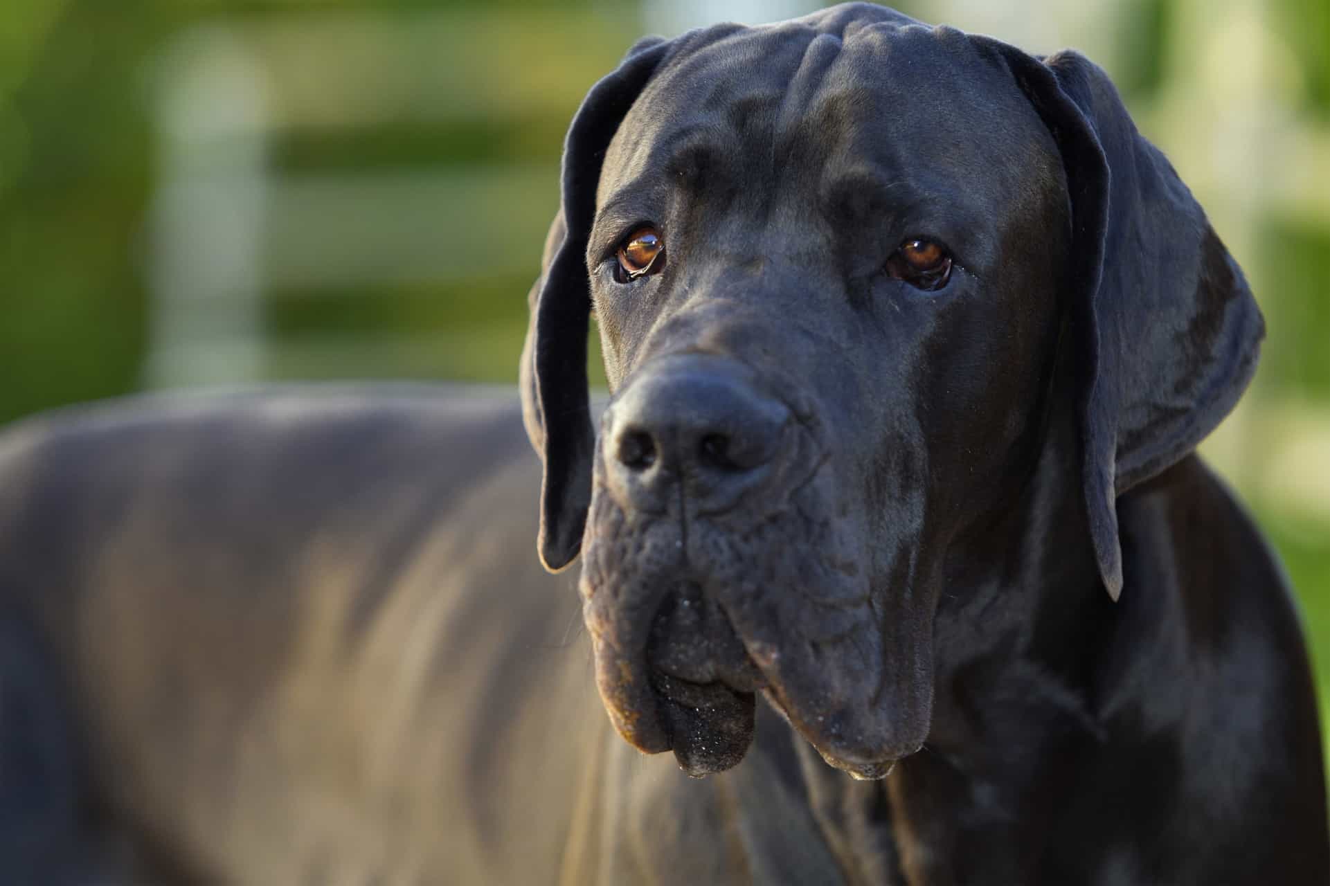 As bochechas caídas são uma das características mais marcantes do Dogue Alemão