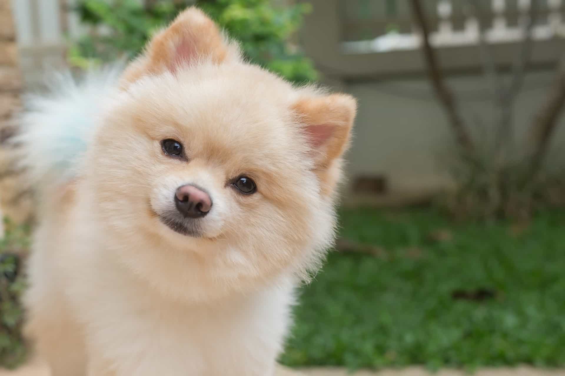 Lulu da Pomerânia - Companhia, amor e devoção! 4