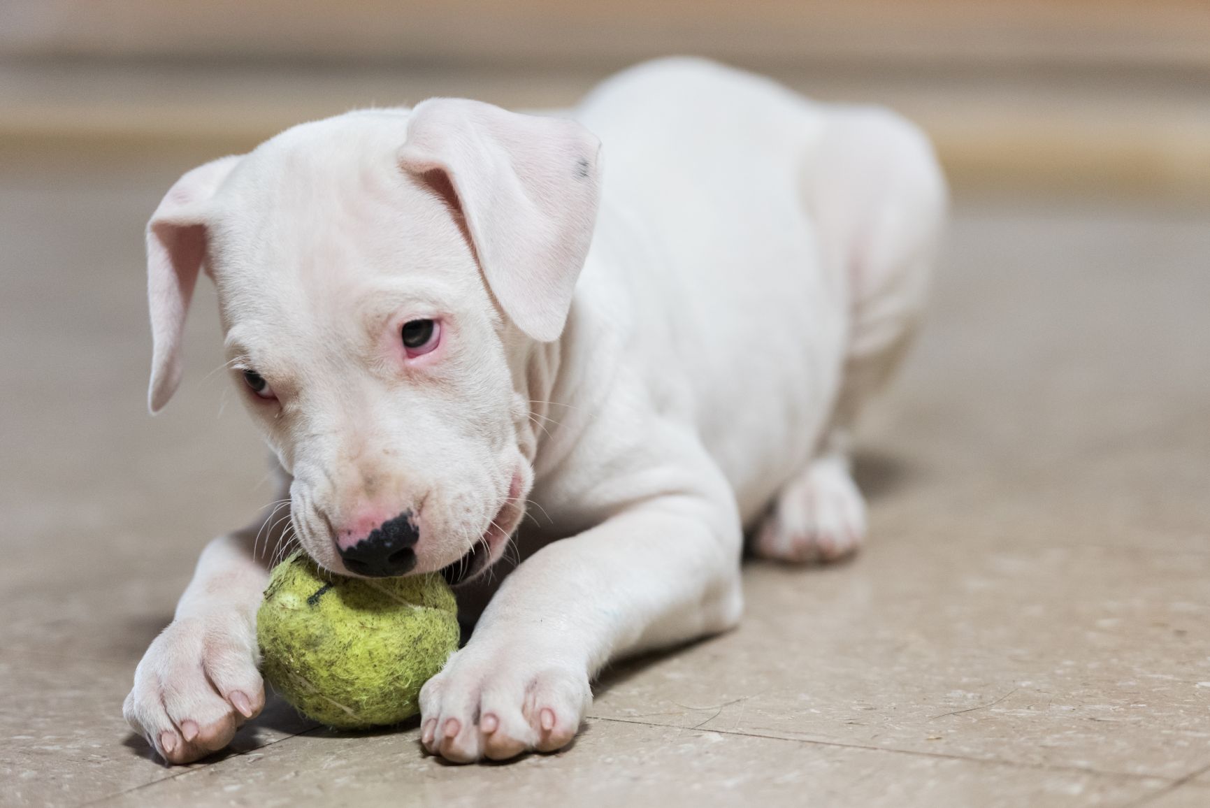 Momento fofura um um filhotinho de Dogo Argentino