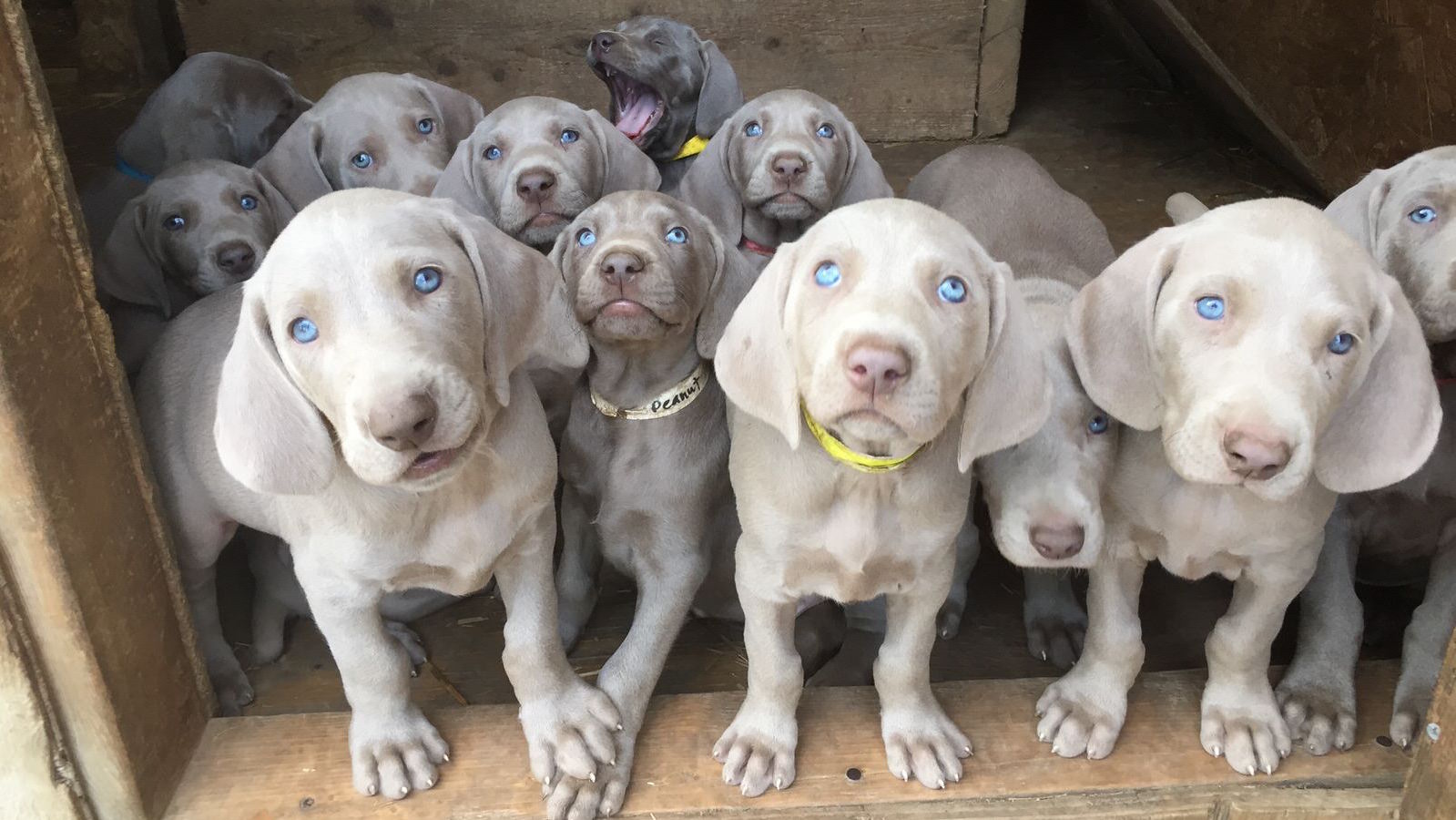 Momento fofura com muitas dobrinhas de filhotes de Weimaraner