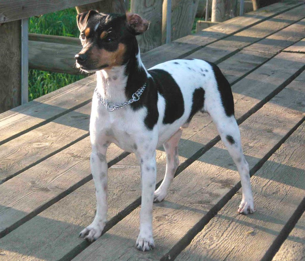 Fox Paulistinha - Um terrier brasileiro e hiperativo!! 2