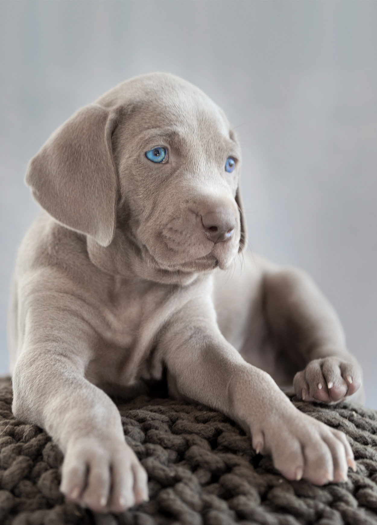 Weimaraner: amor à primeira vista!