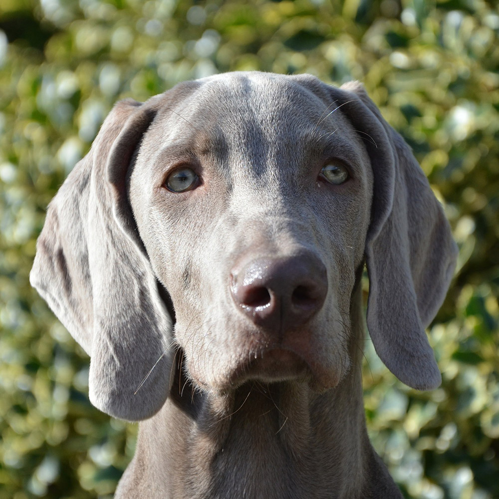 A pelagem acinzentada é uma das marcas registradas do Weimaraner