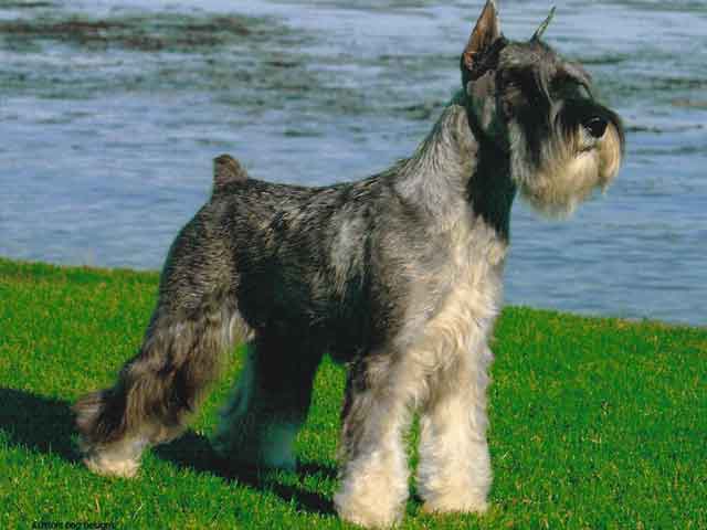 Schnauzer - Um cão que une beleza e estilo em três versões! 2