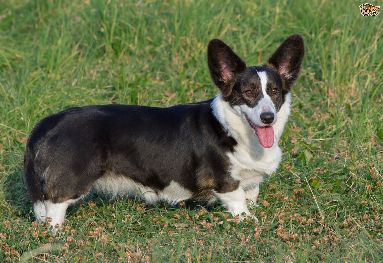 Welsh Corgi Cardigan - Um eterno cão de pastoreio! 3