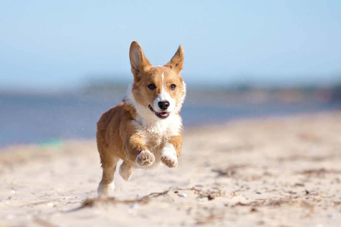 O Welsh Corgi Pembroke - O menor dos cães de pastoreio! 7