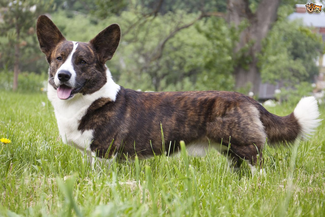 Welsh Corgi Cardigan - Um eterno cão de pastoreio! 5