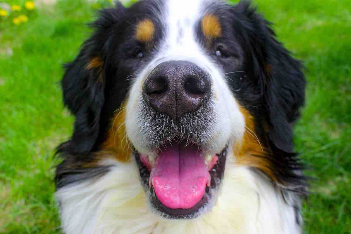 Bernese Mountain Dog - Um cão tranquilo e silencioso! 8