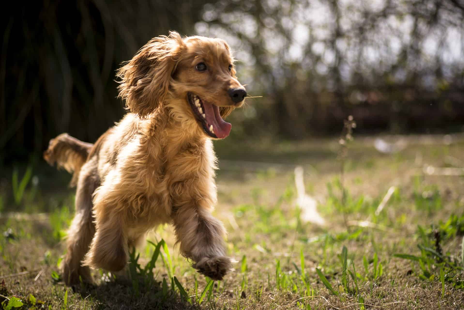 Cocker Spaniel Inglês - Companhia perfeita para brincar, passear e amar! 8