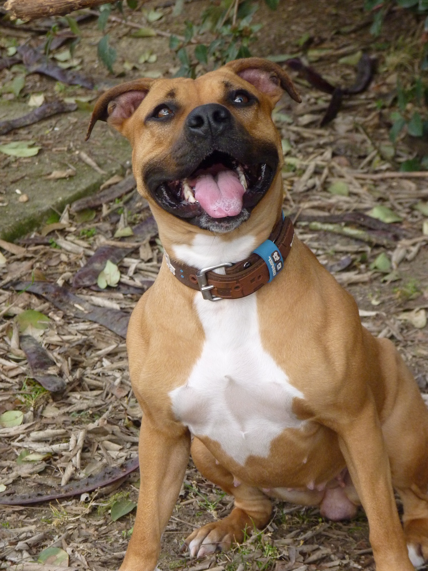 American Staffordshire Terrier - Um cão que une força e doçura! 7