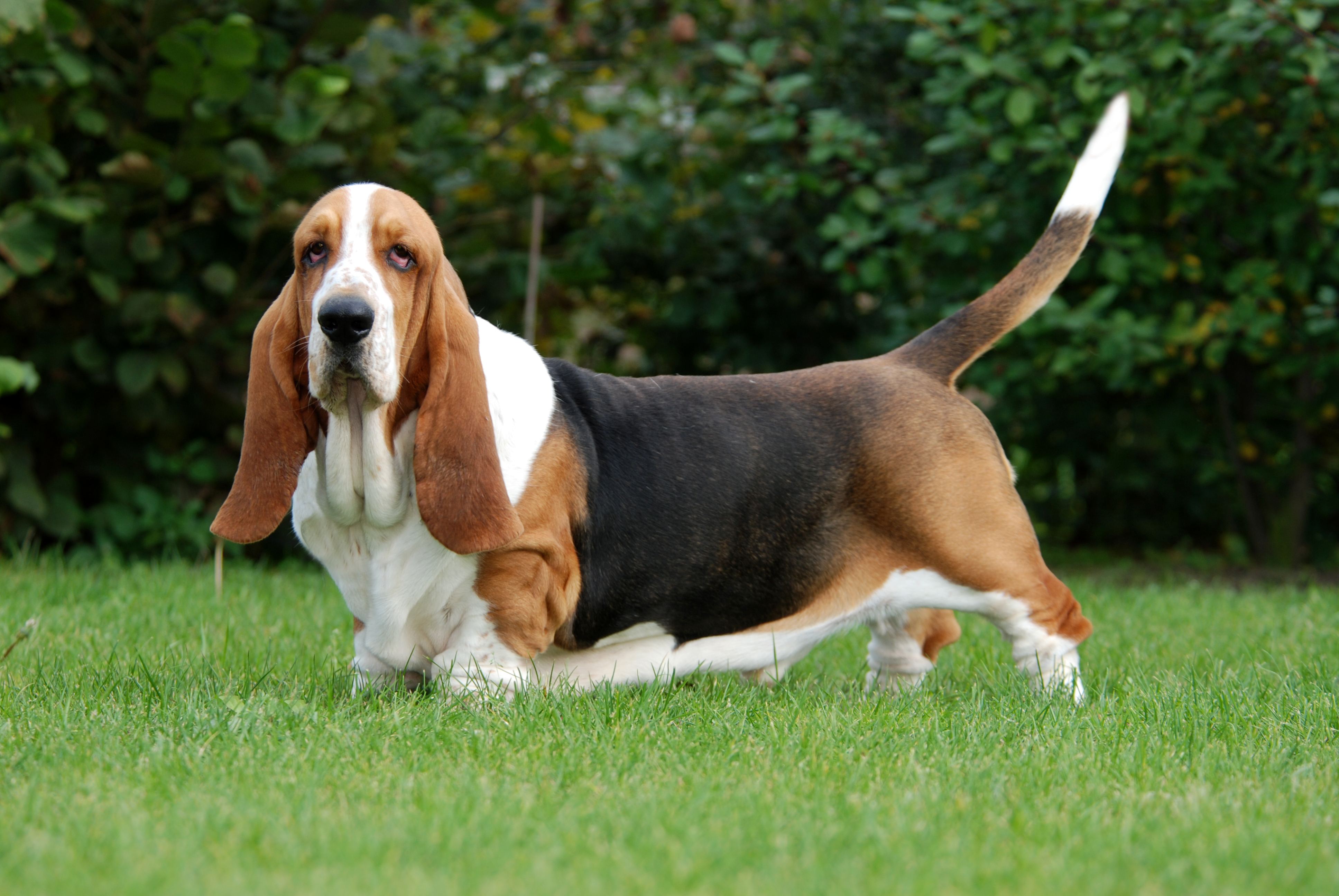 Basset Hound - Um cão divertido e de olhar irresistível! 4