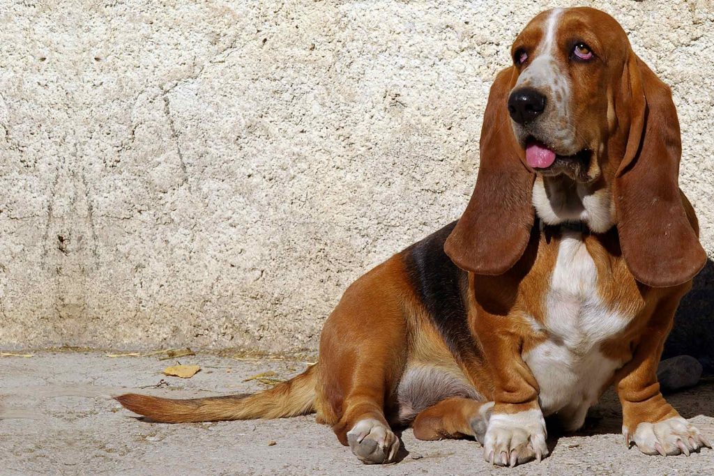 Basset Hound - Um cão divertido e de olhar irresistível! 2