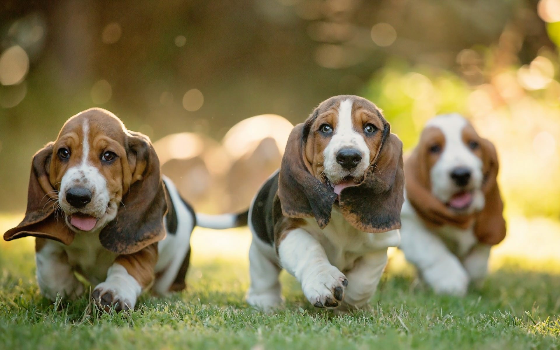 Basset Hound - Um cão divertido e de olhar irresistível! 6