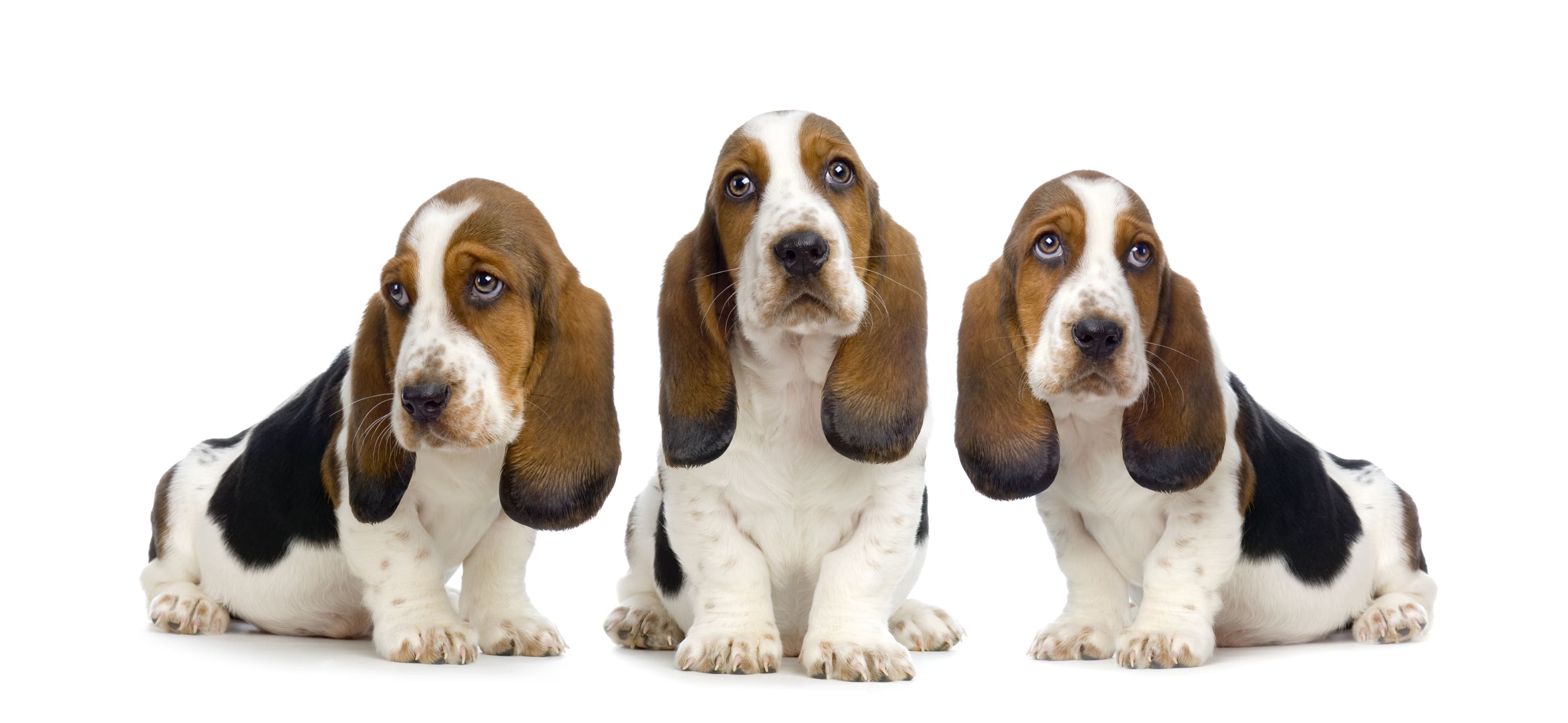 Basset Hound - Um cão divertido e de olhar irresistível! 7