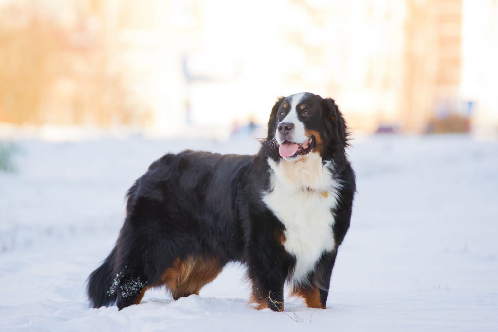 Bernese Mountain Dog - Um cão tranquilo e silencioso! 1