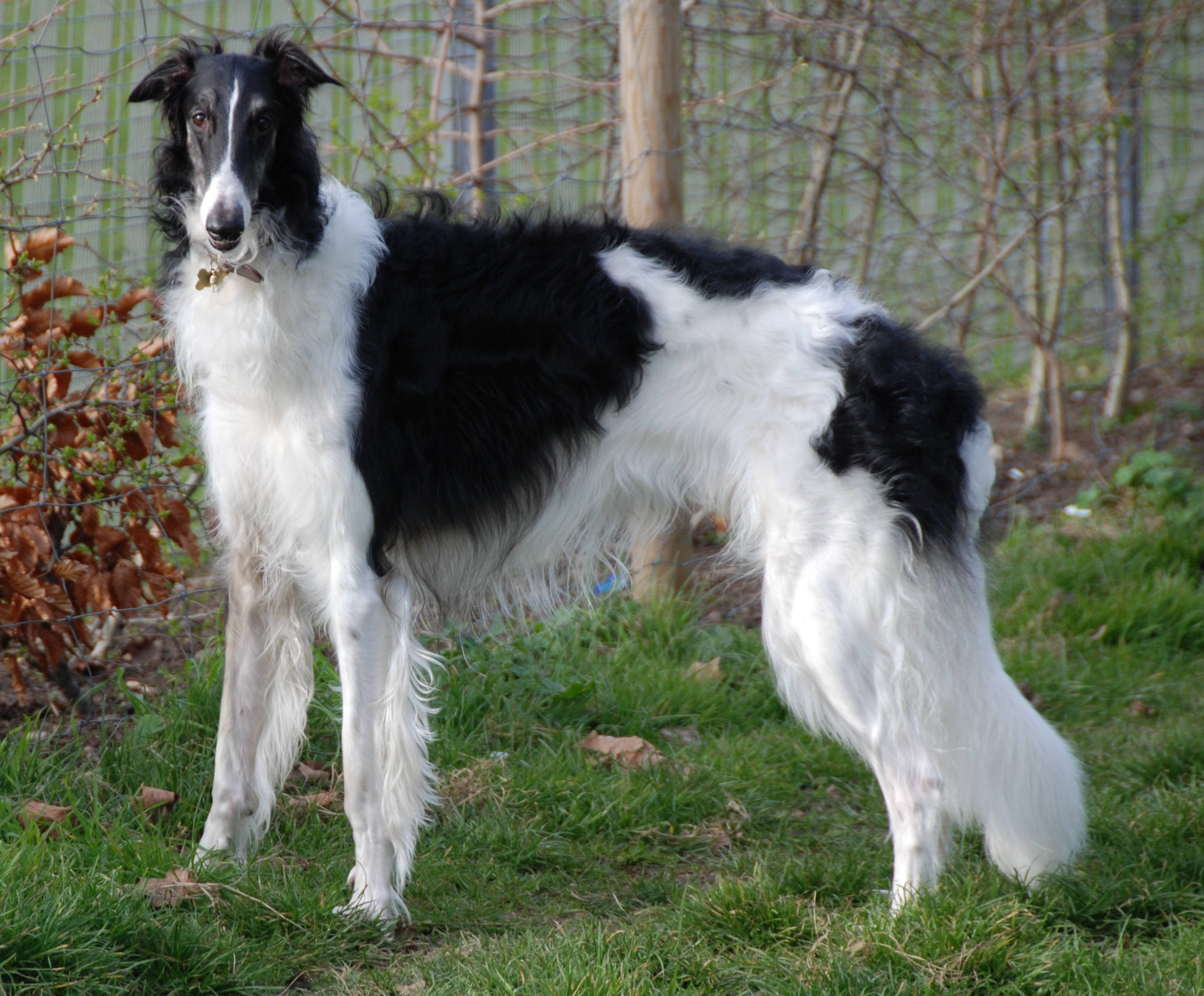 Borzoi - Conheça este nobre cão de origem russa! 3