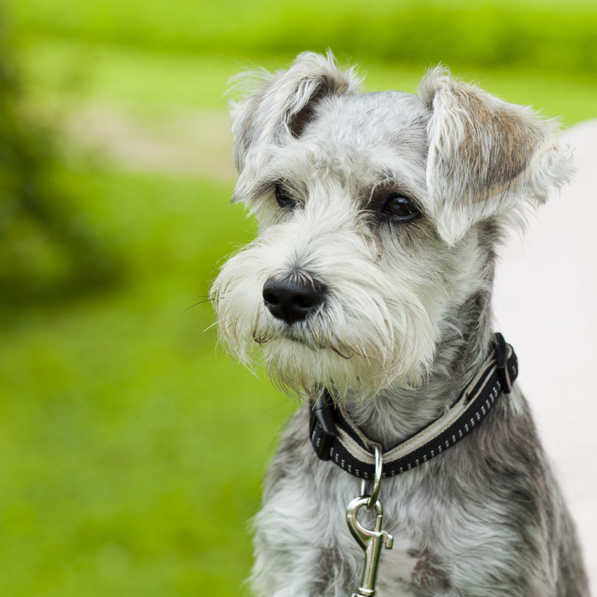 Schnauzer - Um cão que une beleza e estilo em três versões! 3