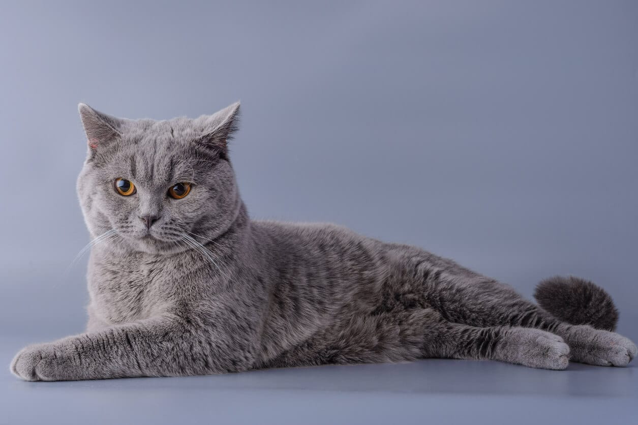 Quem resiste ao charme do Gato de Pelo Curto Inglês?