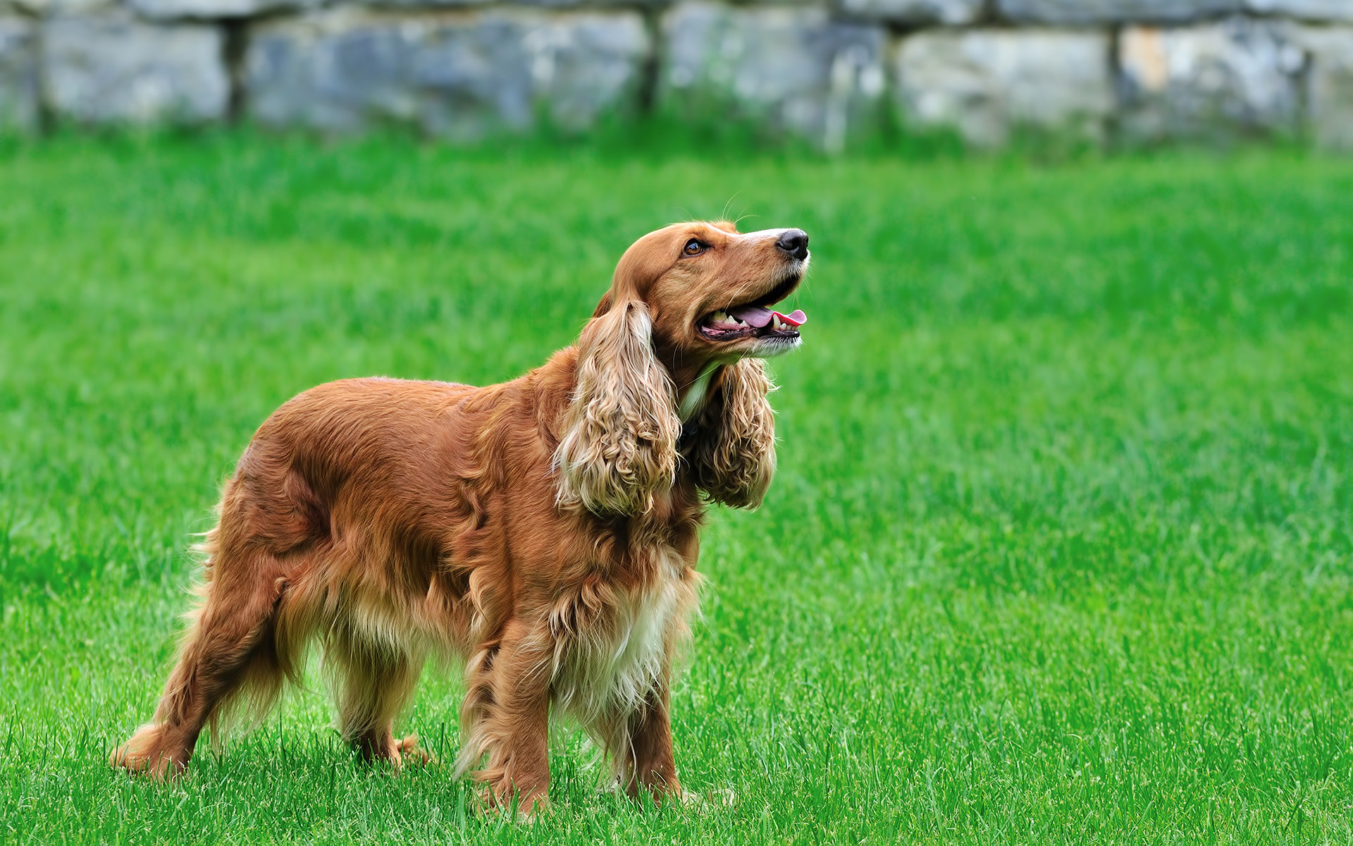 Cocker Spaniel Inglês - Companhia perfeita para brincar, passear e amar! 5