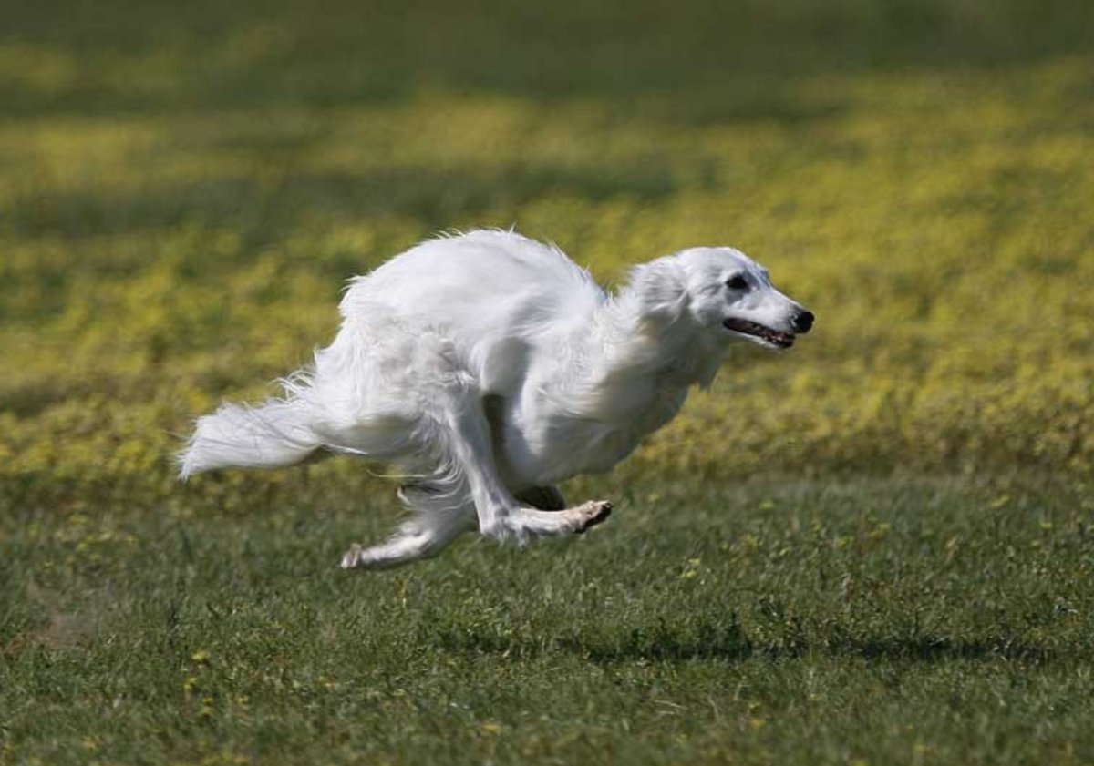 Borzoi - Conheça este nobre cão de origem russa! 7