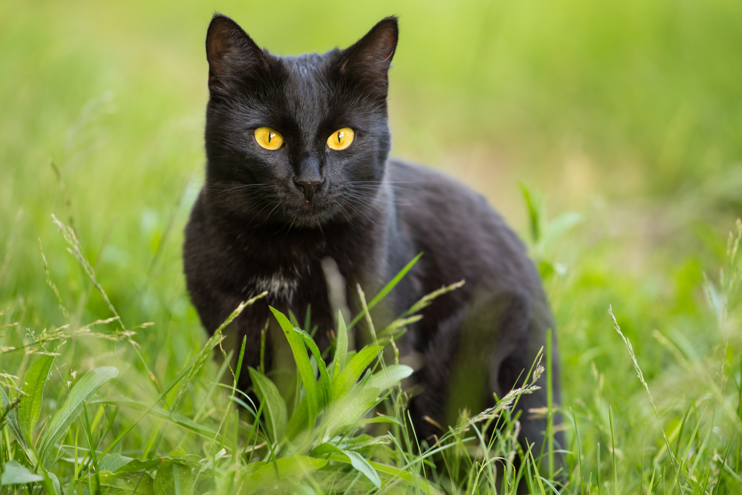 Este é o Gato Bombaym