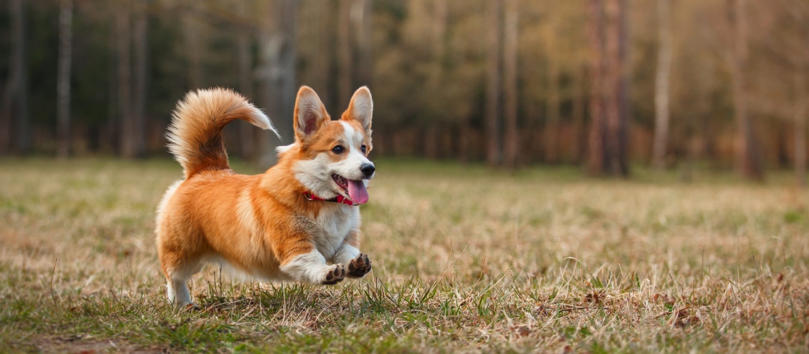 O Welsh Corgi Pembroke