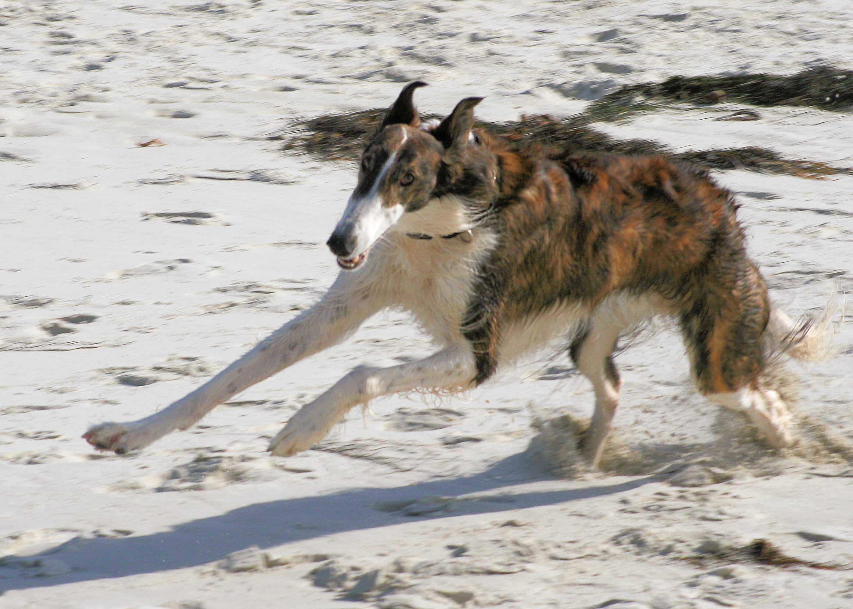 Borzoi - Conheça este nobre cão de origem russa! 6