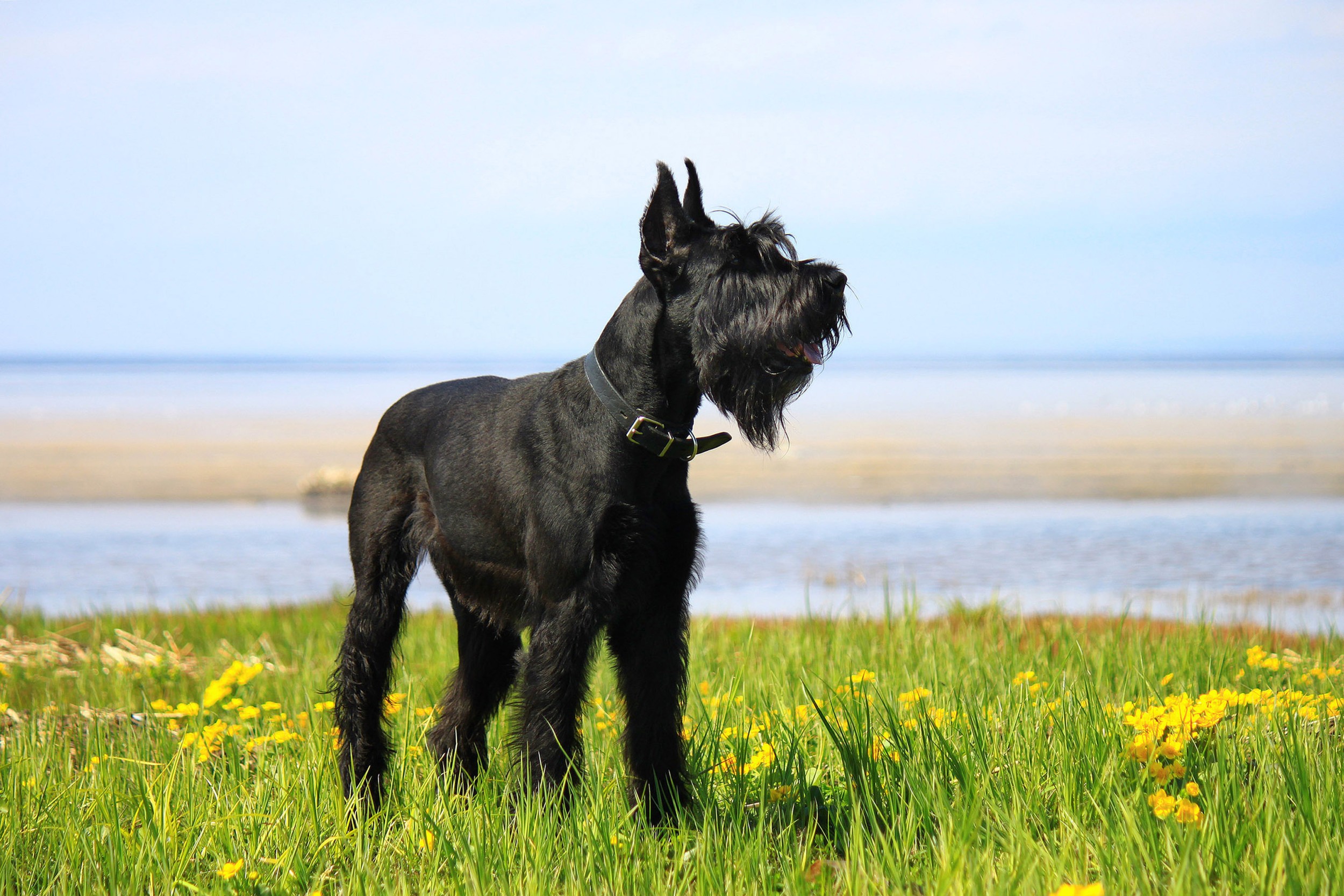 Schnauzer - Um cão que une beleza e estilo em três versões! 6