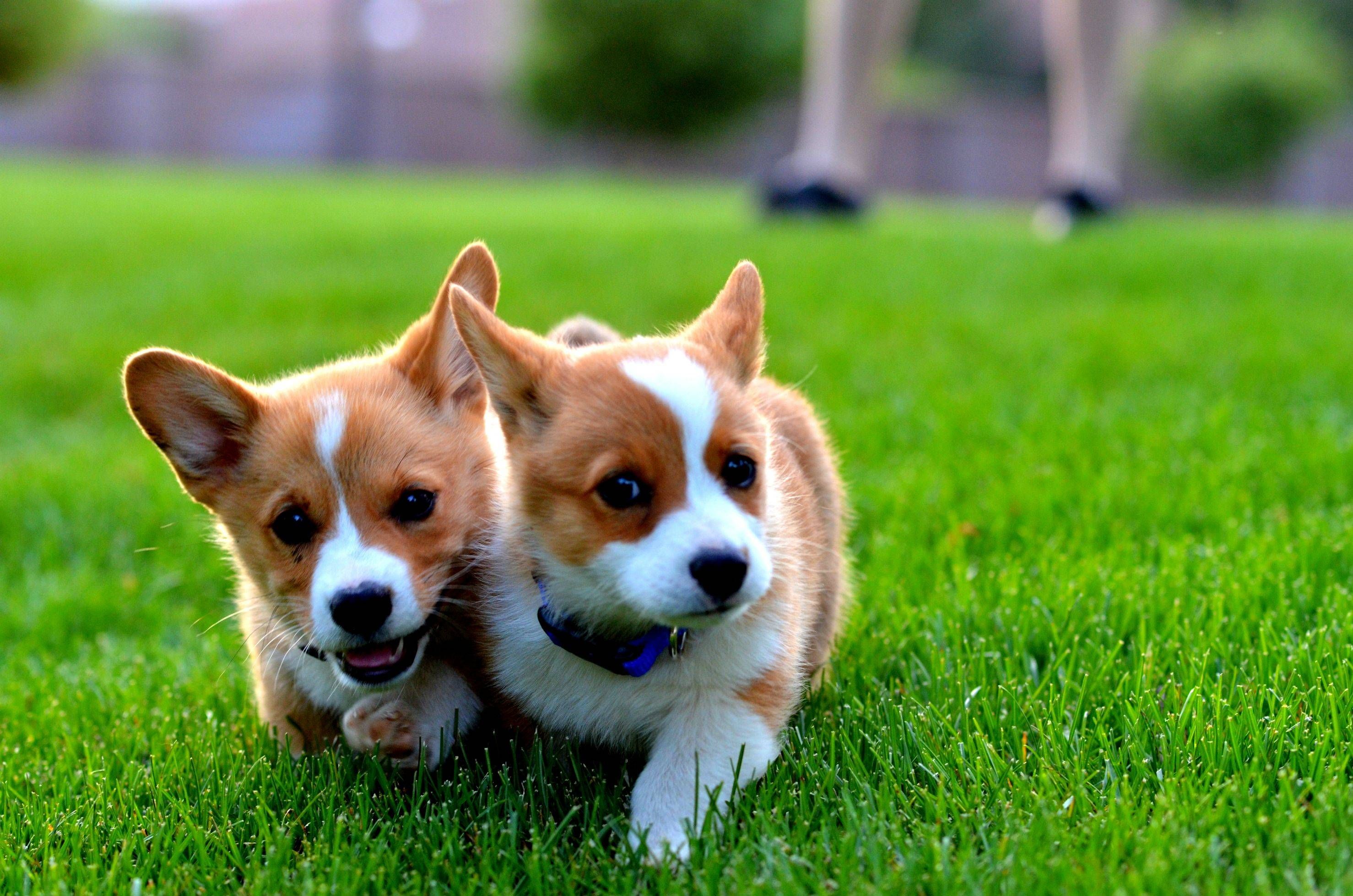 O Welsh Corgi Pembroke - O menor dos cães de pastoreio! 4