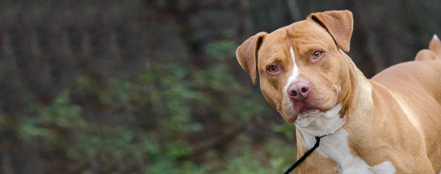 American Staffordshire Terrier - Um cão que une força e doçura! 3