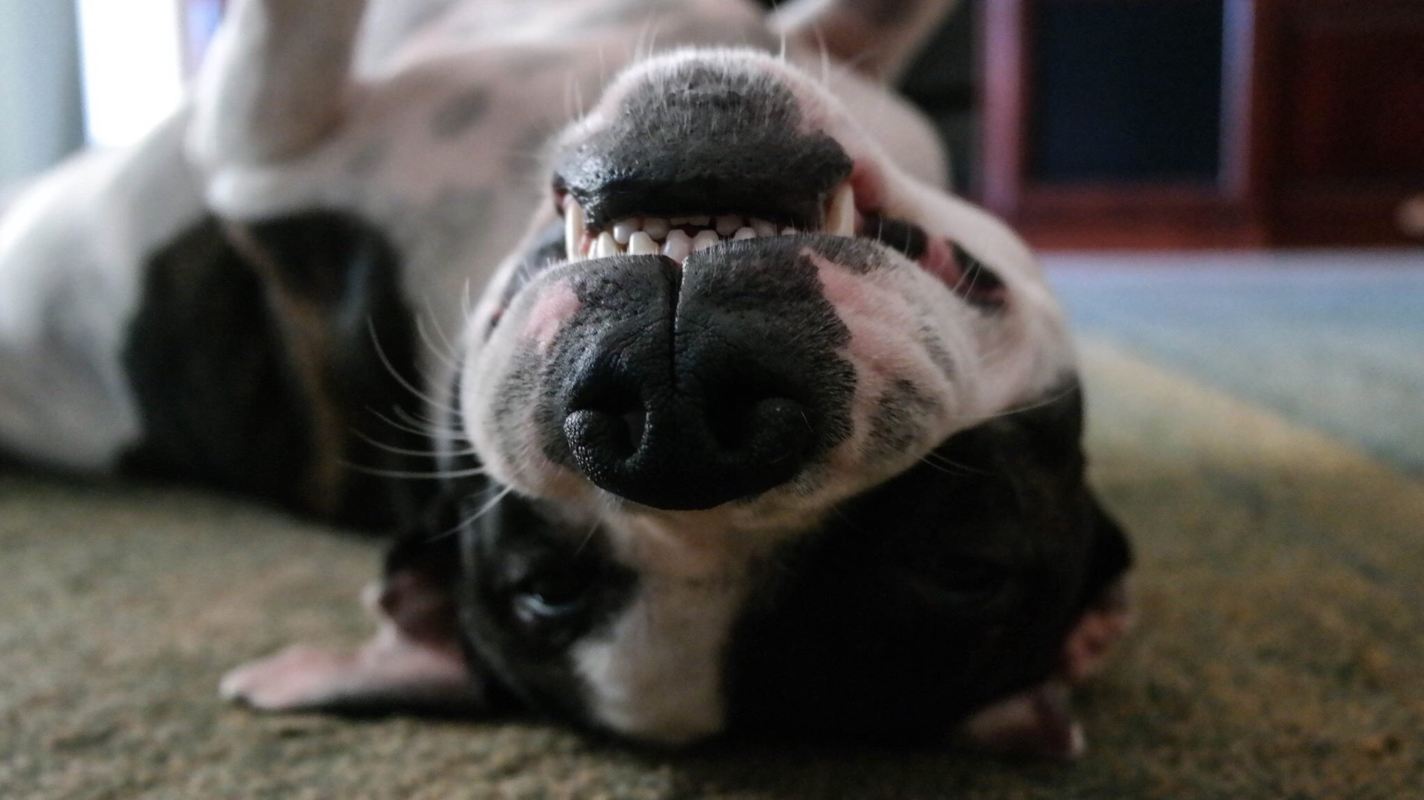 American Staffordshire Terrier - Um cão que une força e doçura! 4