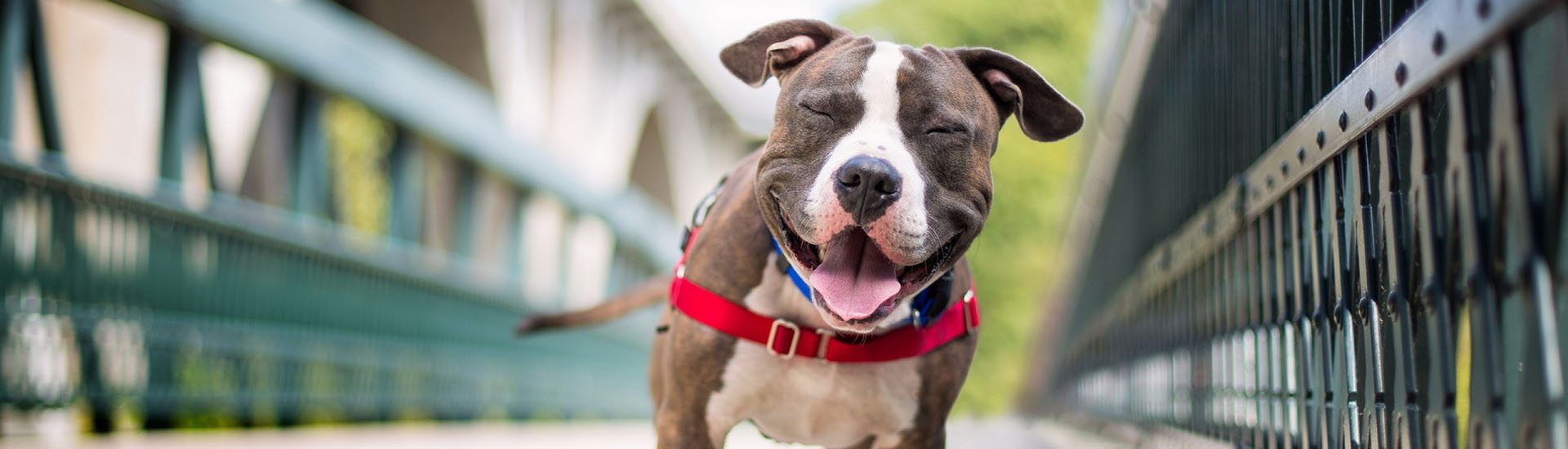 American Staffordshire Terrier - Um cão que une força e doçura! 6