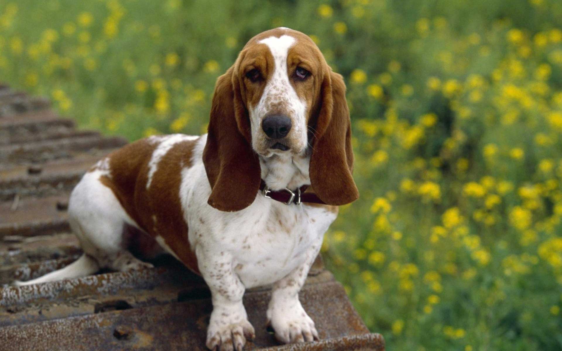 Basset Hound - Um cão divertido e de olhar irresistível! 3