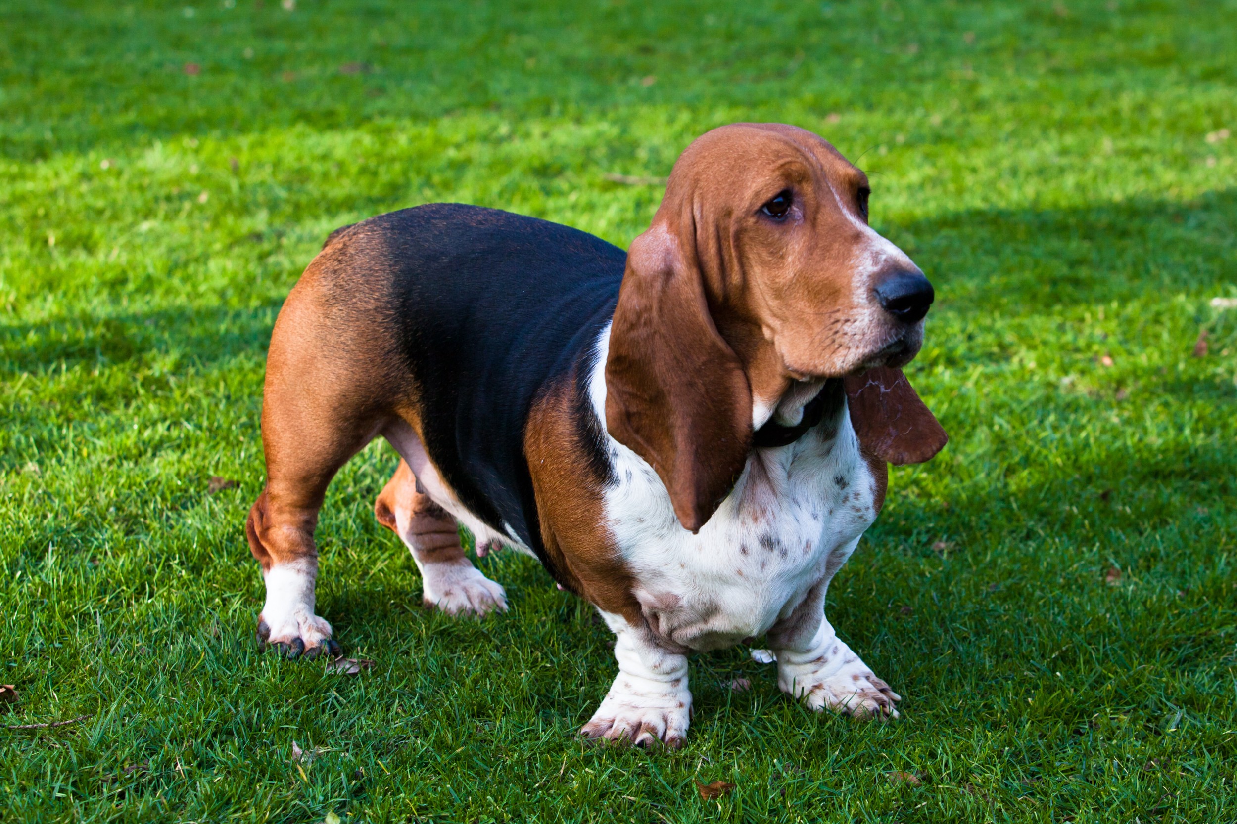 Basset Hound - Um cão divertido e de olhar irresistível! 5