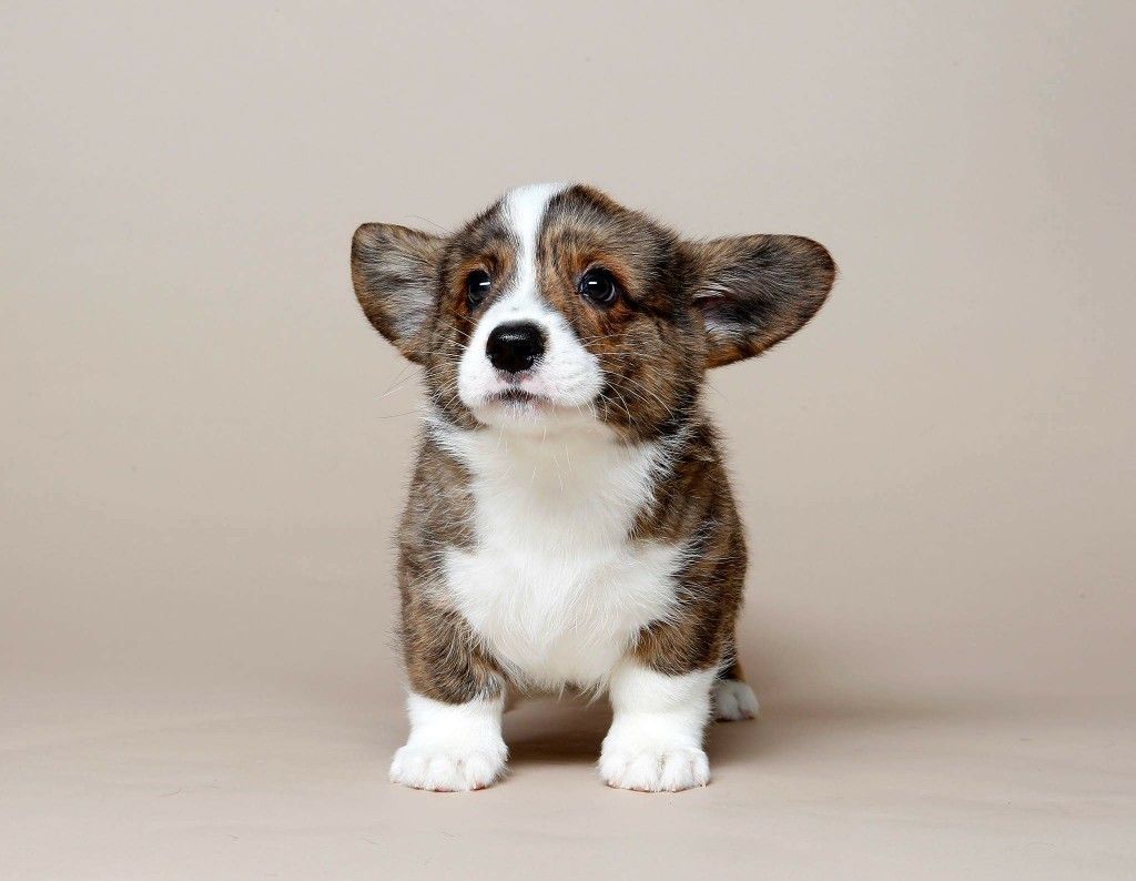 Welsh Corgi Cardigan - Um eterno cão de pastoreio! 8