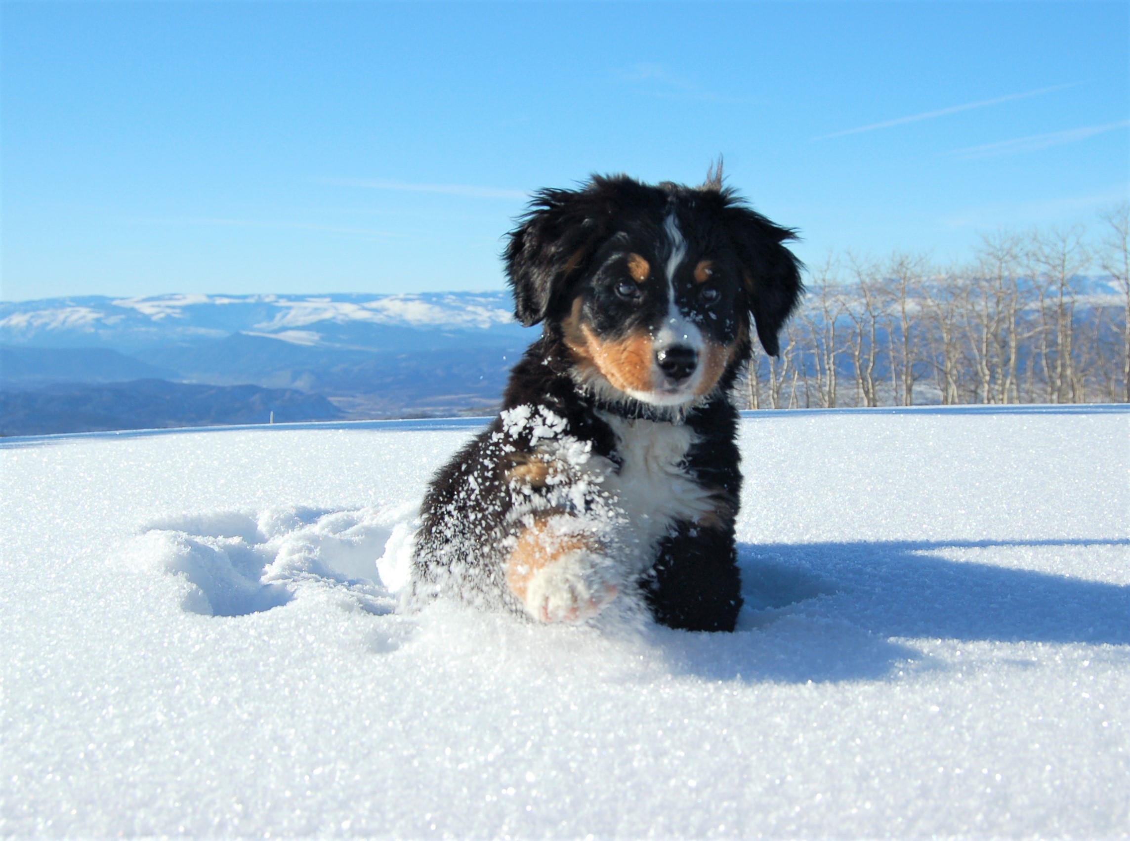 Bernese Mountain Dog - Um cão tranquilo e silencioso! 7