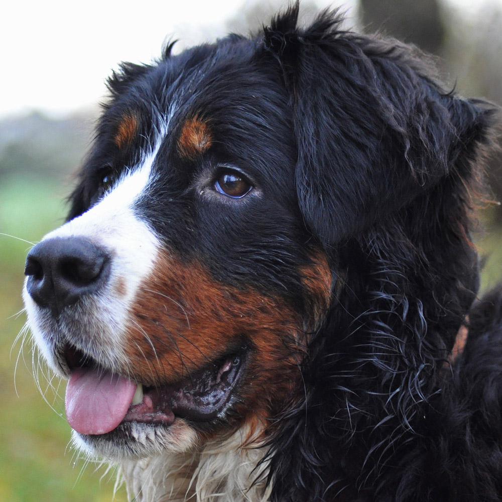 Bernese Mountain Dog - Um cão tranquilo e silencioso! 4