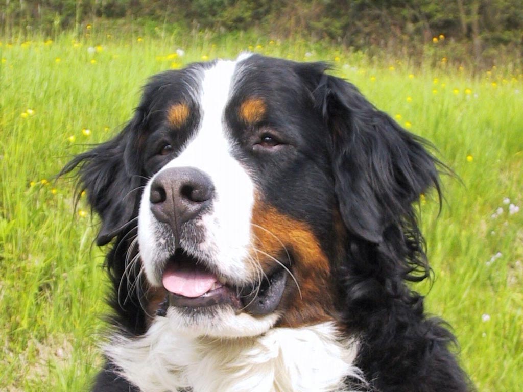 Bernese Mountain Dog - Um cão tranquilo e silencioso! 3