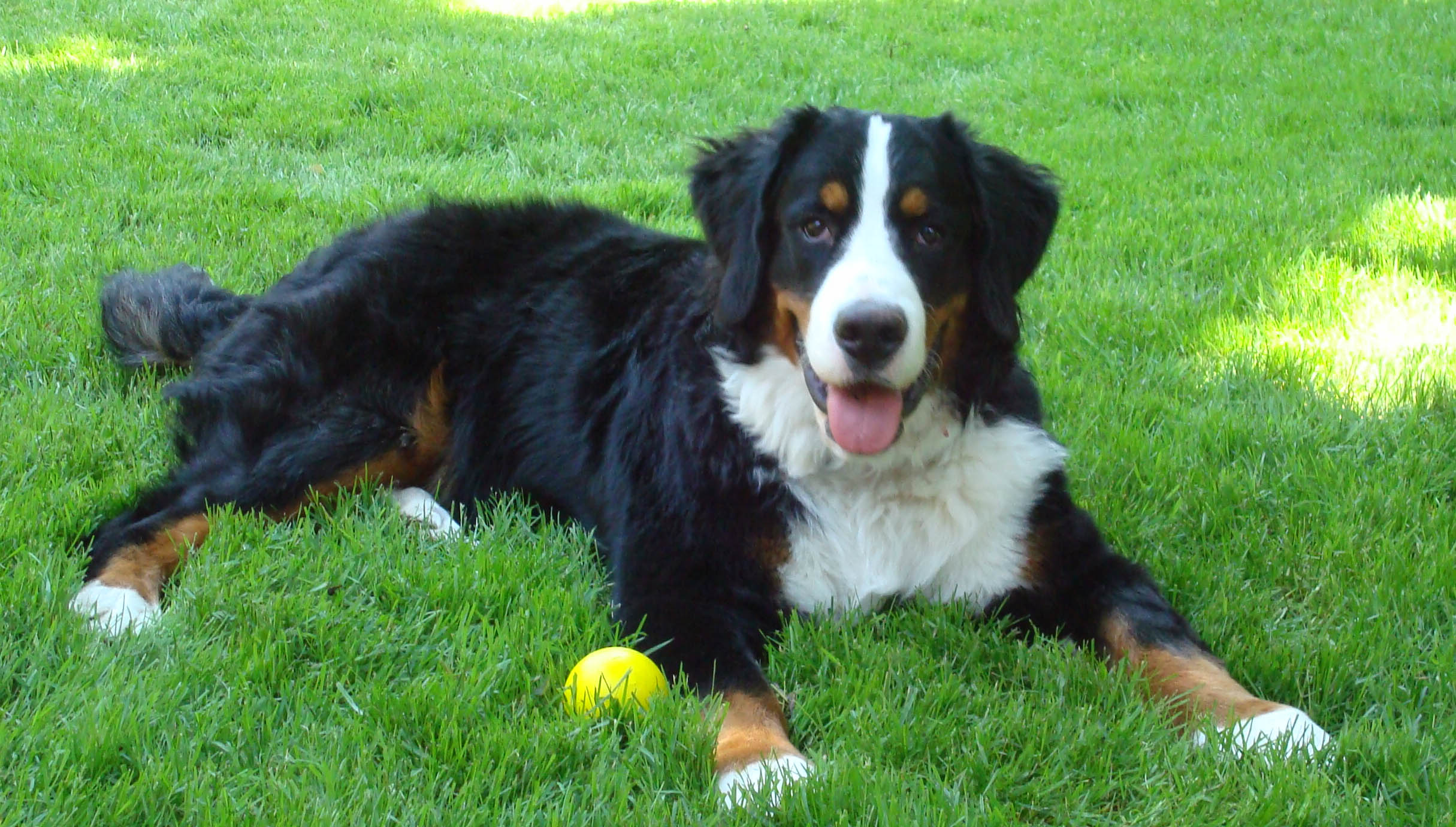 Bernese Mountain Dog - Um cão tranquilo e silencioso! 6